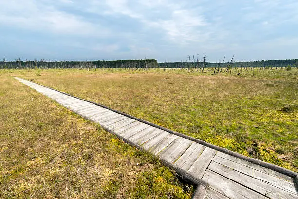 Wooden board walk over the Obary peat bog reserve in Poland