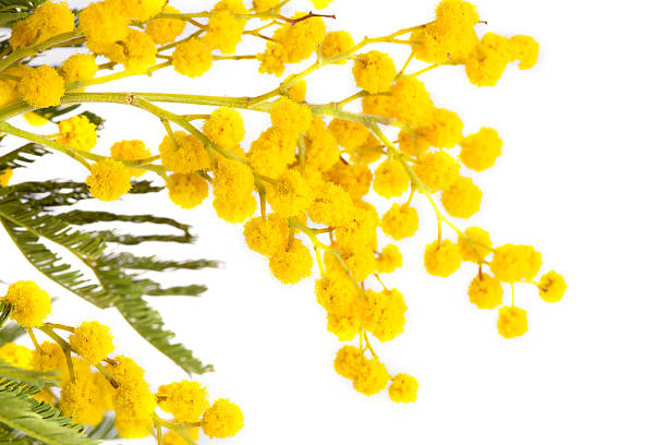 istock blossoming yellow mimosa 506889282