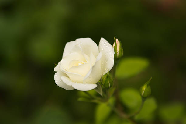 istock Romantic fresh young Bud tender white rose 506889285