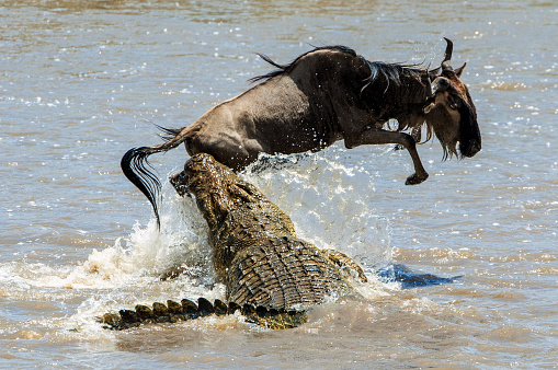 Crossing through the river Mara.The antelope has undergone to an attack of a crocodile.