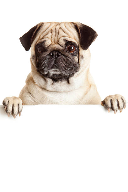 istock Pug Dog with blank billboard. 506889373