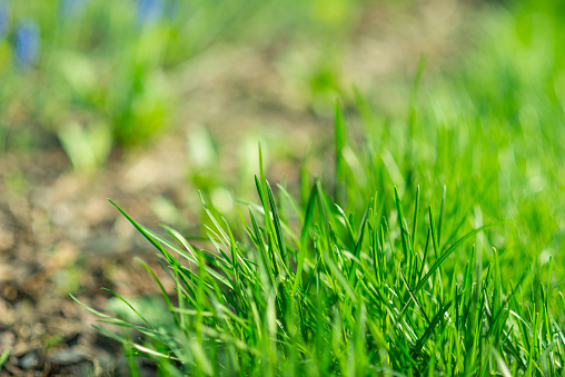 Grass background. Green grass texture