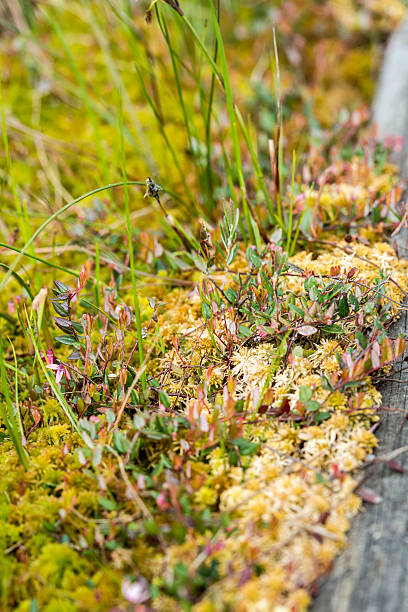 istock Blooming sundew plant in Obary peat bog 506889714