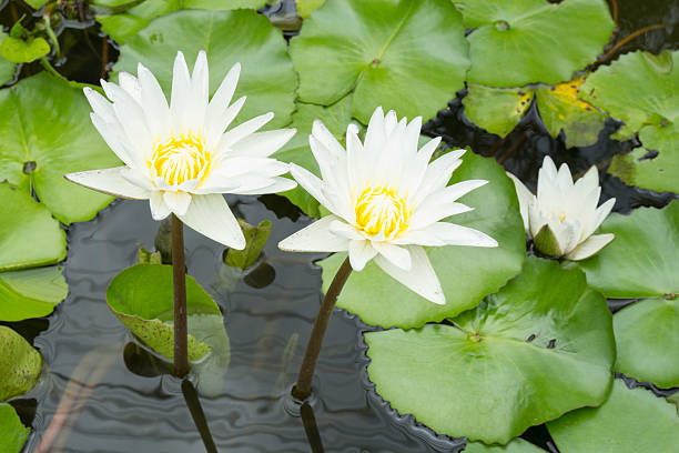 lotus in einem teich - lillypad lily water lily water stock-fotos und bilder