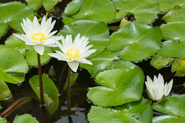 lotus in einem teich - lillypad lily water lily water stock-fotos und bilder