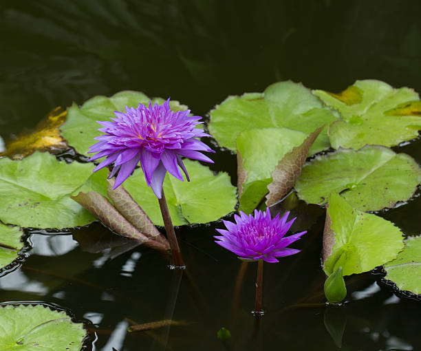 lotus in einem teich - lillypad lily water lily water stock-fotos und bilder