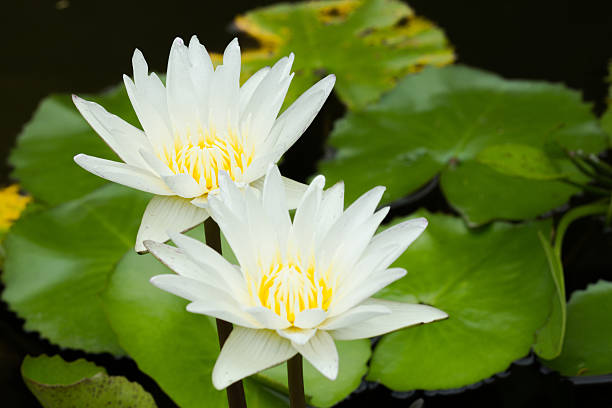 lotus in einem teich - lillypad lily water lily water stock-fotos und bilder
