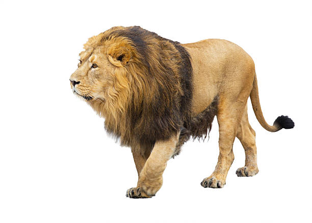 istock adult lion takes a step 506890186