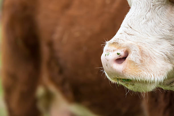istock Close-Up of Brown & White Hereford Cow's Nose 506890302