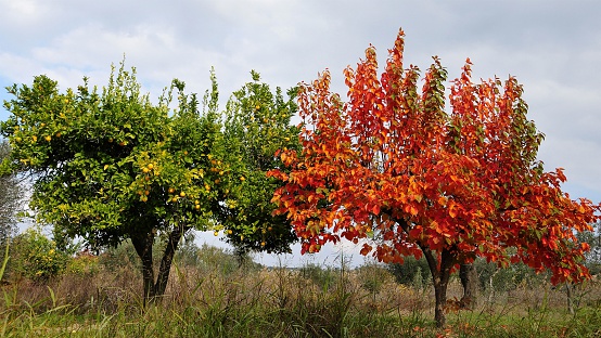 Matera,Italia - november 30, 2015:friends, a couple of trees different from each other