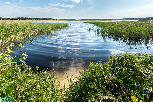 istock Big lake in the forest 506890968