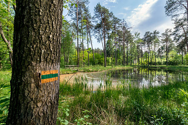 istock Hiking trail in the forest 506891286