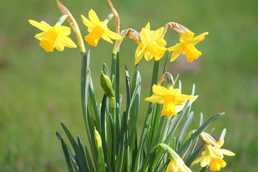 Photo showing a clump of bright yellow daffodils in a spring garden, showing how the warmer weather is just around the corner.  The flowering daffodil bulbs (a narcissus variety) were planted in this spot in the autumn and just a few months later, they look extremely established, brightening up a dull part of the garden's herbaceous border.