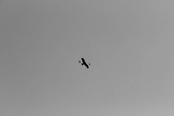 istock eagle flying in sky with family (black and white) 506891842