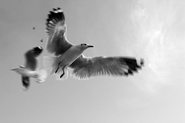 istock Pigeons / Dove in sky black and white 506891980