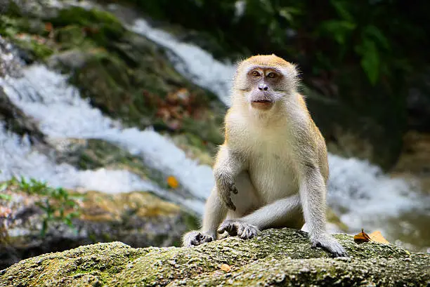 Photo of Monkey