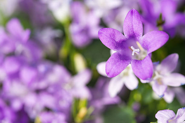 magnifique fond avec des fleurs de printemps famille des campanulacées - close up sunlight white perennial photos et images de collection