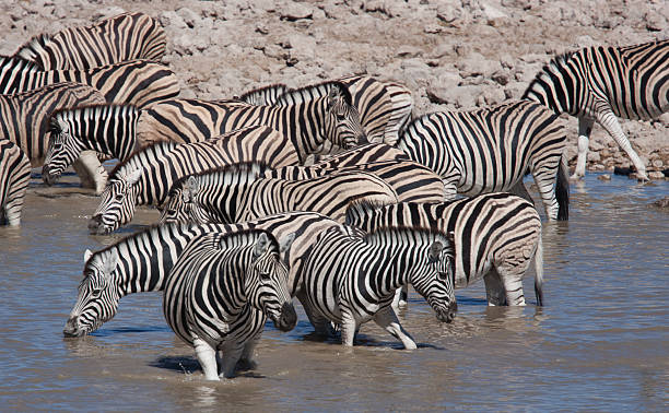 istock Group of zebra at a waterhole in Etosha Namibia 1 506894166