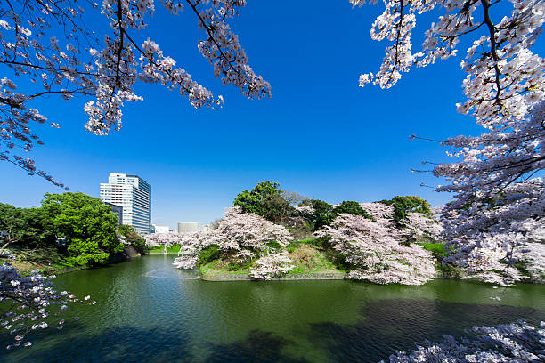 Cherry tree in Chidorigafuchi - Photo