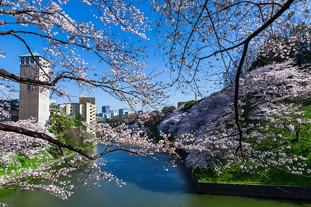 Cherry tree in Chidorigafuchi - Photo