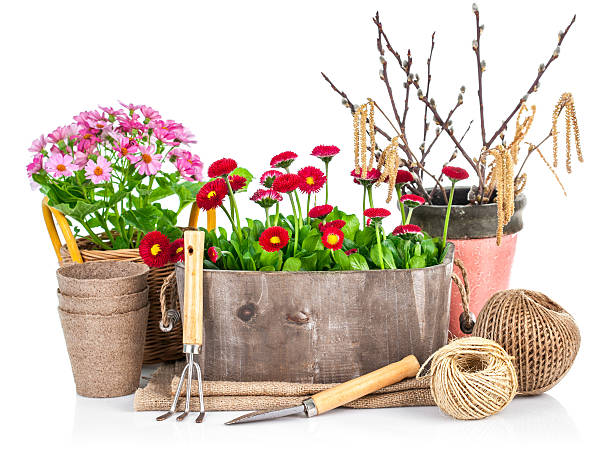 istock Spring flowers in wooden bucket with garden tools 506895734