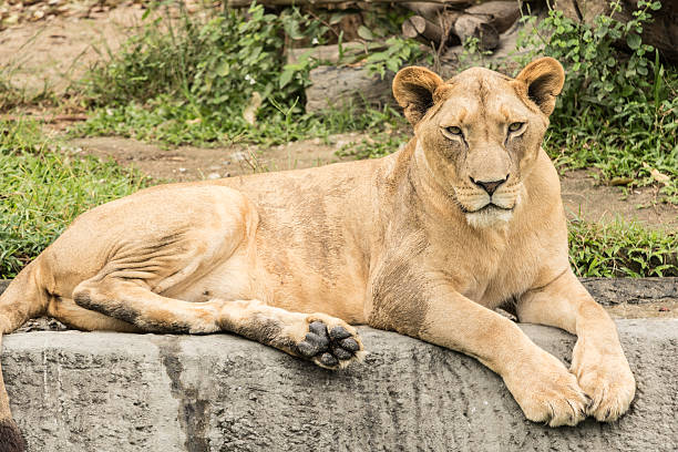 istock tiger in the jungle. 506897526