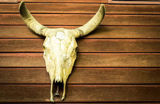 istock Buffalo skull on wooden wall 506897994