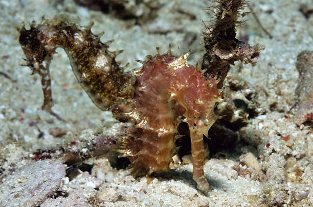 istock Sea horse bouquet 506898350