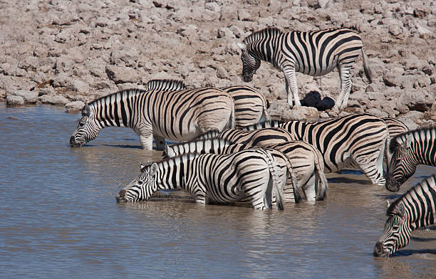 istock Group of zebra at a waterhole in Etosha Namibia 9 506899058