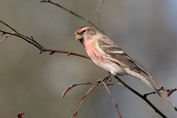 istock Lesser redpoll, Acanthis cabaret 506900180