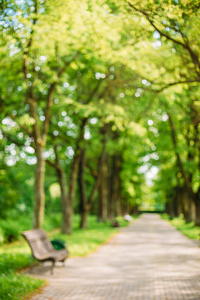 istock Blurred abstract bokeh bakground of Walkway Lane Path With Green 506900450