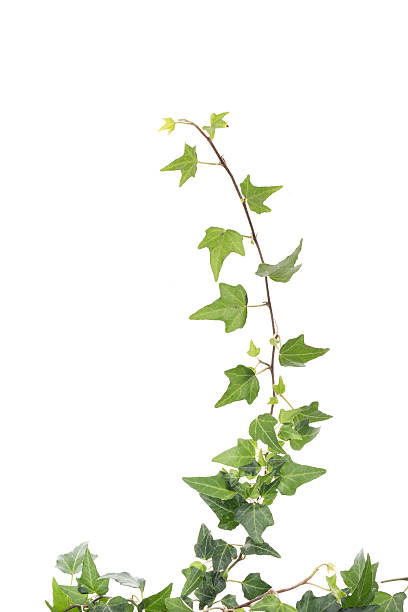 istock ivy leaves isolated on a white background 506901814