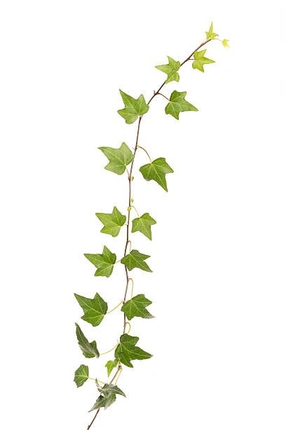 istock ivy leaves isolated on a white background 506901870