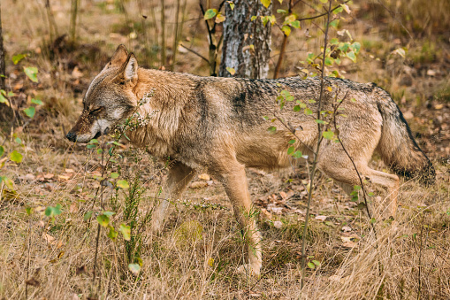 Forest Eurasian wolf - Canis lupus in natural environment. Autumn season