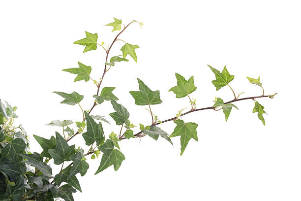 istock ivy leaves isolated on a white background 506901944