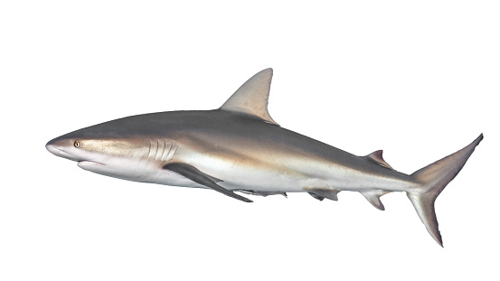 Caribbean reef shark {Carcharhinus perezii} in side-on view, cut out and isolated on a white background. Bahamas, December
