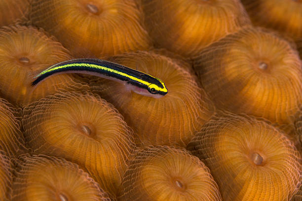Yellow variety of sharknose goby on star coral. Bahamas, December