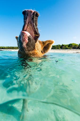 A swimming pig in the Bahamas squeals with delight, and shows its tusks. Exuma Cays, December