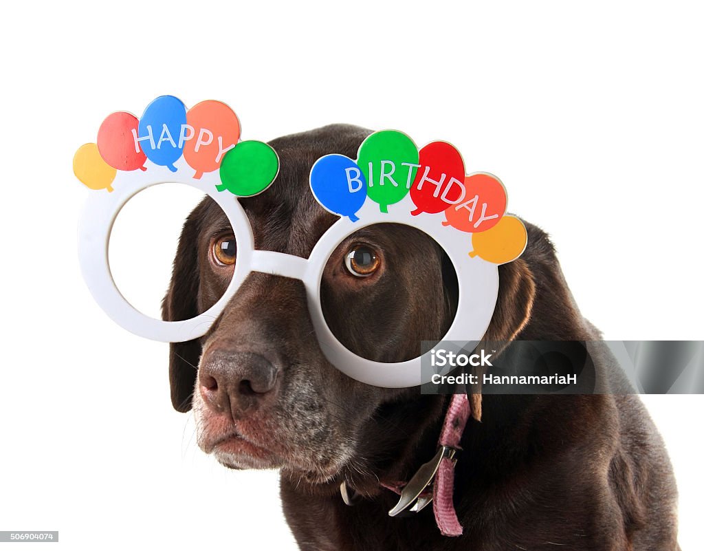 Old birthday dog Sad and old labrador retriever dog wearing happy birthday glasses. Birthday Stock Photo