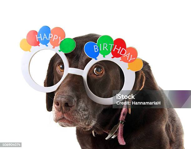 Old Birthday Dog Stock Photo - Download Image Now - Birthday, Labrador Retriever, Aging Process