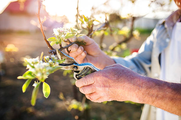 senior hombre manzana árbol podar - árboles frutales fotografías e imágenes de stock