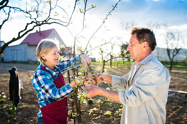 casal idoso podar macieira - gardening senior adult action couple imagens e fotografias de stock