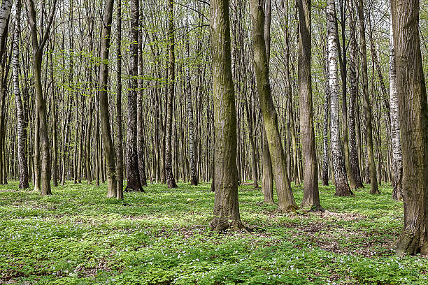 istock Green forest on a sunny day 506905194