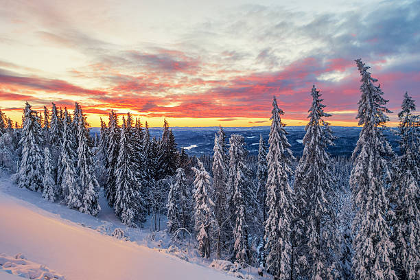 istock Snow covered Spruce Trees at sunset, Oslo Norway 506905532