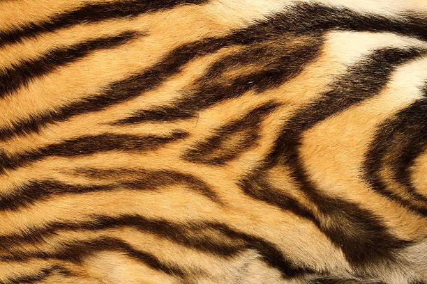 istock closeup on real tiger fur 506906380