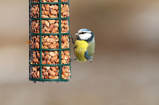 eurasian blue tit eating peanuts at garden bird feeder ( Cyanistes caeruleus )