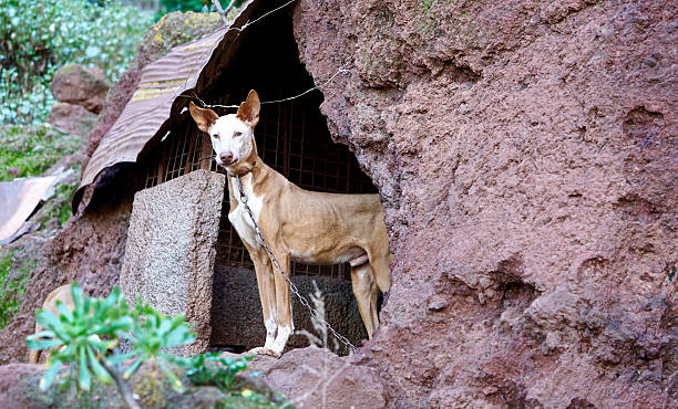 isole canarie cane segugio - podenco foto e immagini stock