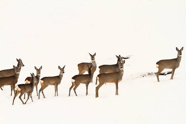 istock big herd of roe deers 506908228