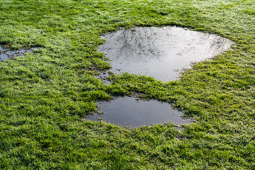 puddle in the grass with reflection