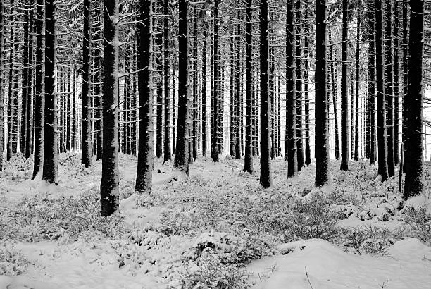 istock Abstract winter landscape with forest trees and snow 506908718